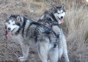 Sheep, Goats and Wolves…Flocks, Trips and Packs